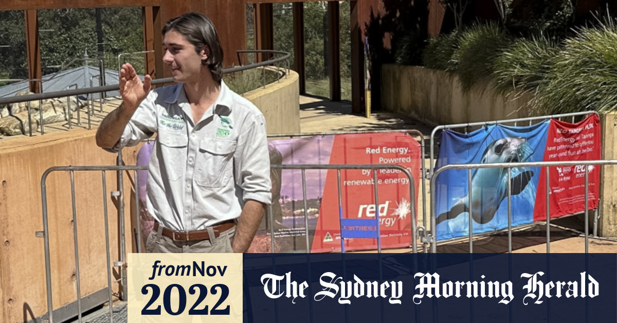 Taronga Zoo lion escape: questions over cause of breakout at tourist